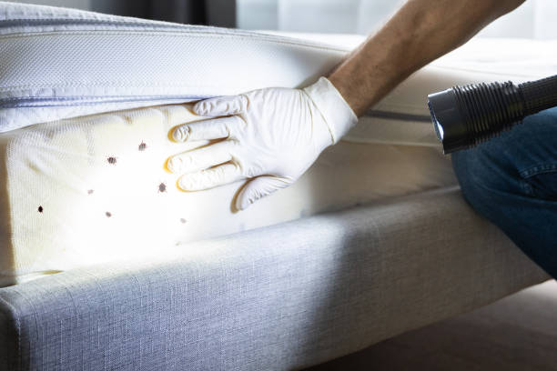 Best Rat Extermination Near Me  in Gardner, MA