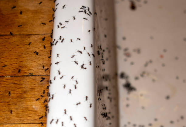 Best Emergency Pest Control  in Gardner, MA