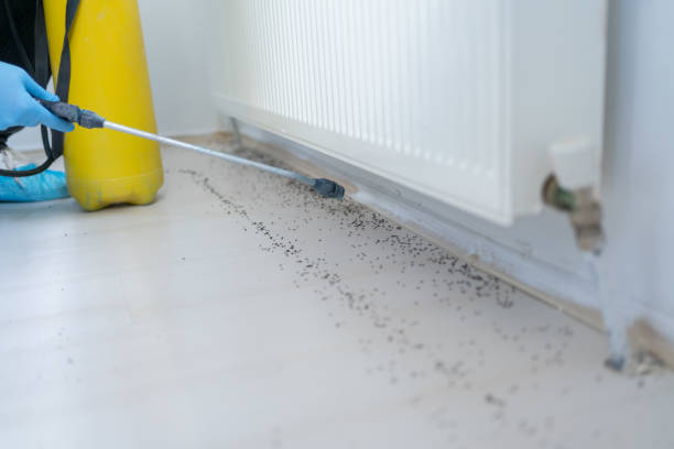Best Wasp Removal Services  in Gardner, MA